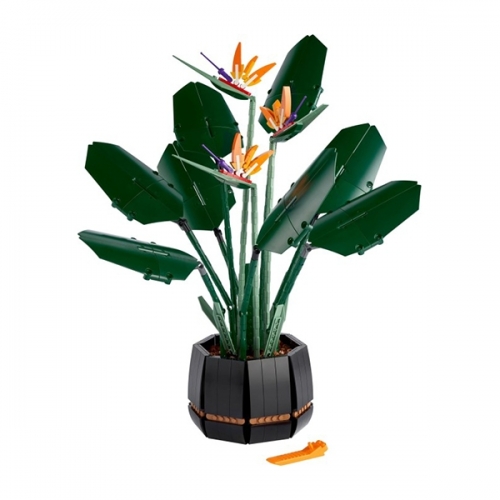 Uccello del paradiso