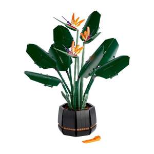 Uccello del paradiso