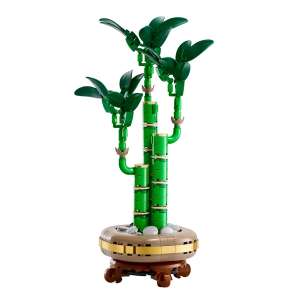 Bambù del buon auspicio