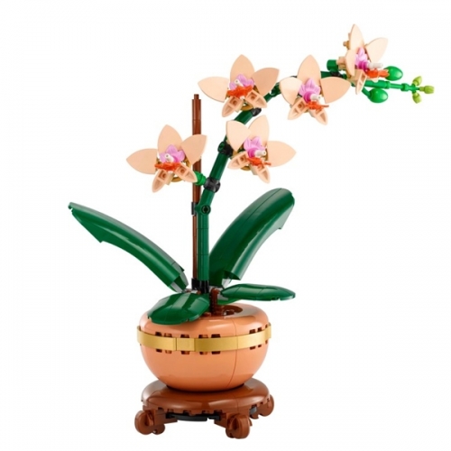 Mini-orchidea